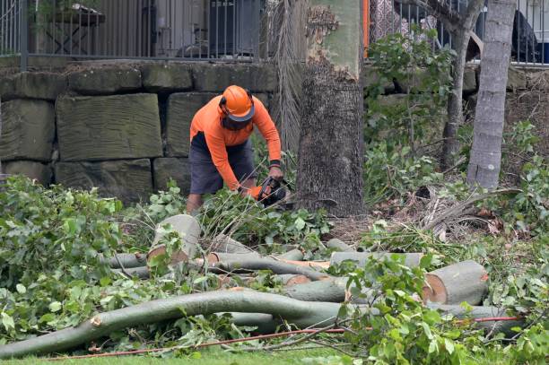 Tree Branch Trimming